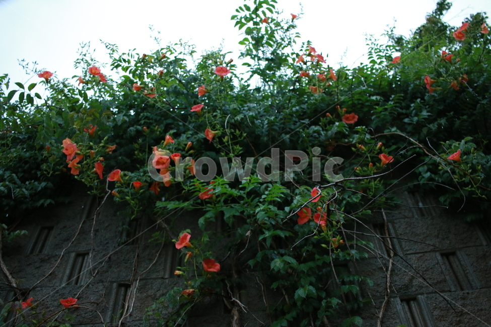 우중출사,장마,비,물방울,능소화,식물,자연,plants,nature,꽃,flower