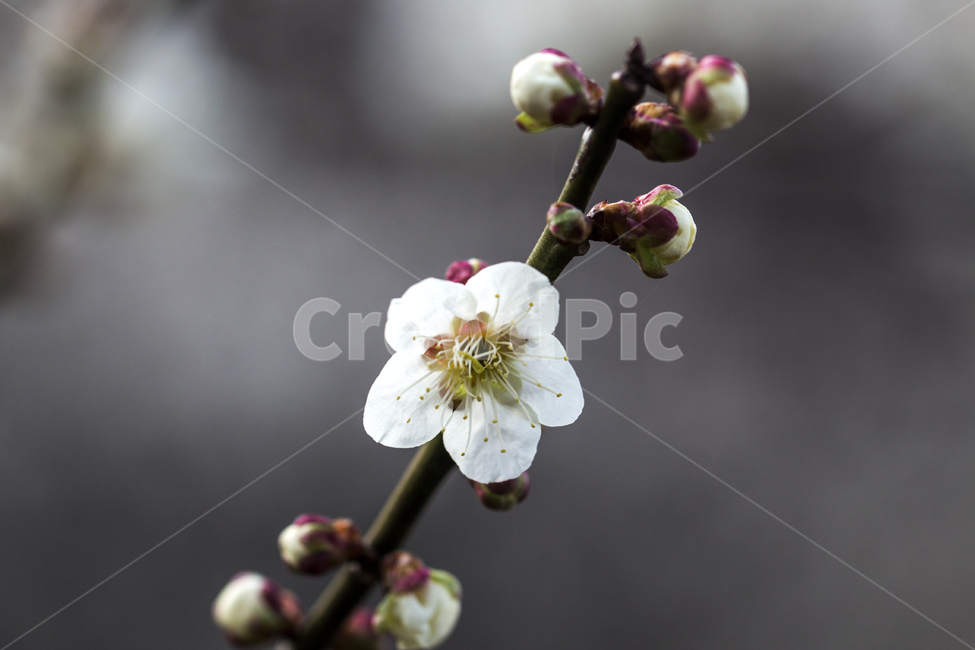 매화,봄,나들이,배경,계절,꽃,자연,식물,한국,봄,계절,spring,season,식물,자연,plants,nature,꽃,flower,plant