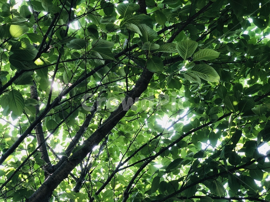 나무,나뭇잎,햇빛,햇살,자연,풍경,양평,나무,trees,wood
