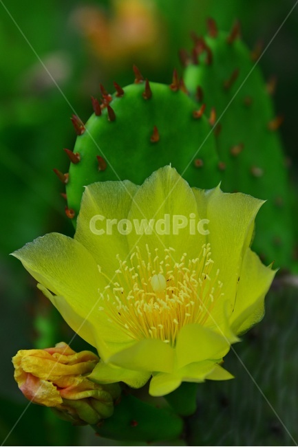 plant,식물,flower,blossom,꽃,petal,꽃잎,선인장,망종화