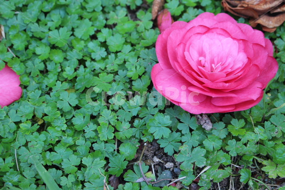 동백,꽃잎,꽃,잔디,네잎클로버,세잎클로버,분홍,식물,자연,plants,nature,꽃,flower
