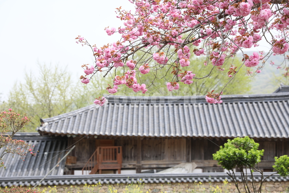 순천,선암사,만첩왕벚,겹벚꽃,벚꽃,봄,사찰,왕벚꽃,봄,계절,spring,season,한국전통,한국문화,korean traditional,korean culture,식물,자연,plants,nature,꽃,flower,종교,신앙,religion,belief,faith,plant,blossom
