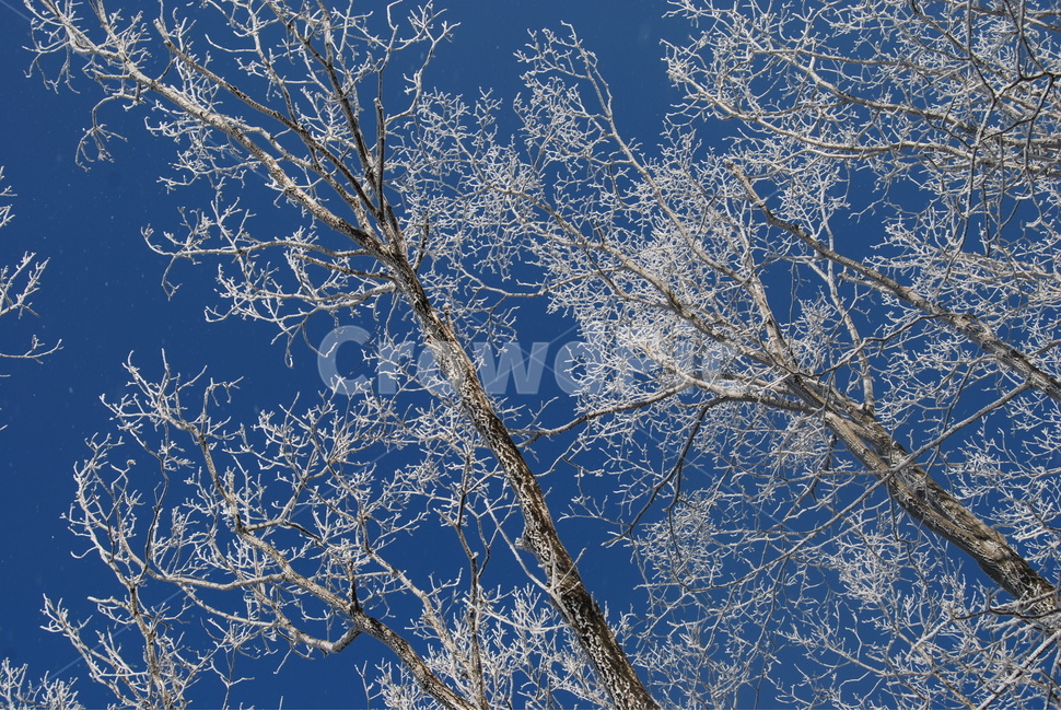 백화산,하늘,자연,나무,등산로,겨울,계절,winter,season,식물,자연,plants,nature,나무,trees,wood