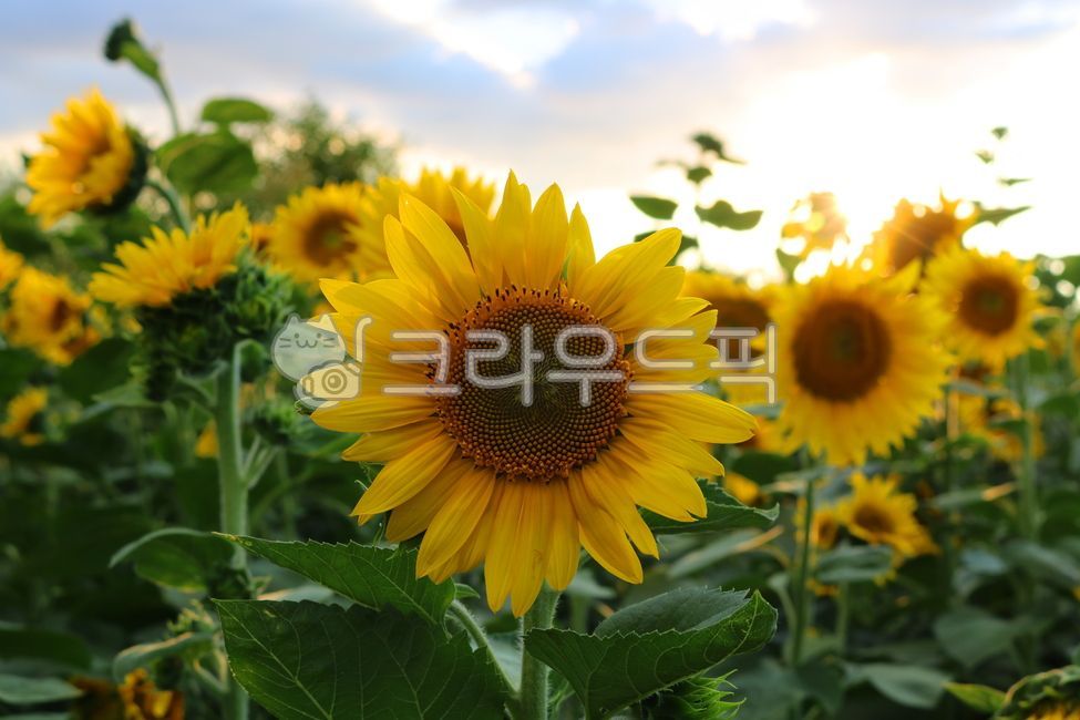 해바라기,꽃,해바라기꽃,식물,자연,국화과,쌍자엽식물,노란꽃,노란색꽃,식용식물,관상용,잎,꽃잎