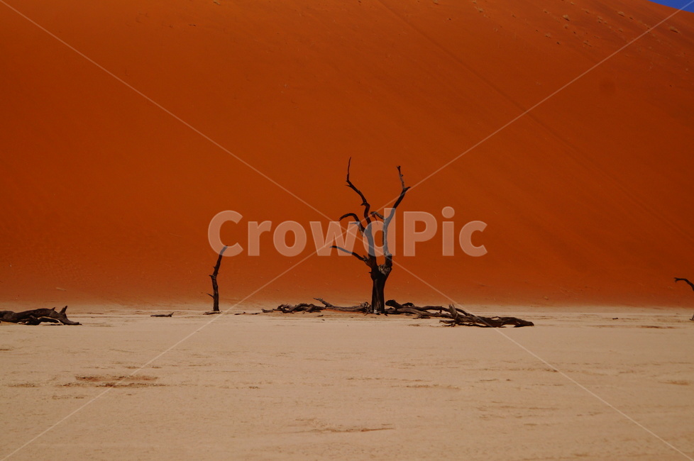 데드블레이,마른나무,사막,죽은나무,namibia,deadvlei,desert,tree,deadtree,drytree