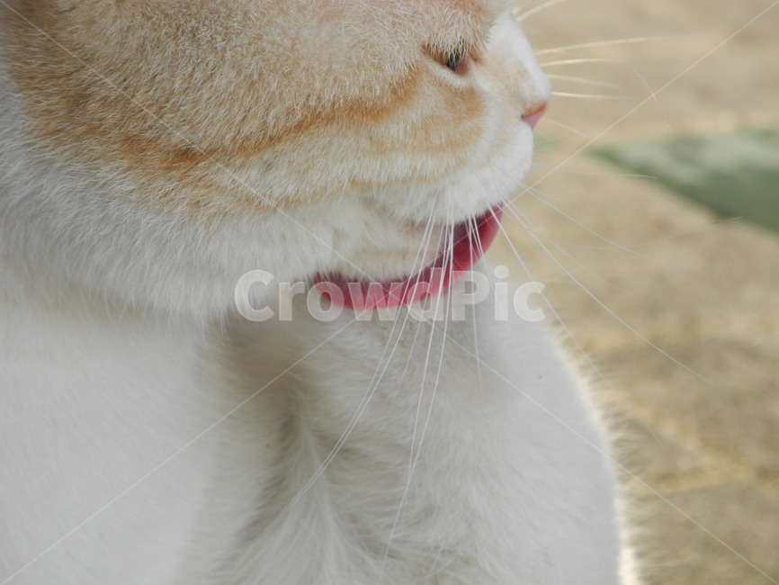 고양이,cat,pet,animal,동물,동물,animal,포유류,mammal,고양이,cat,kitten,kitty