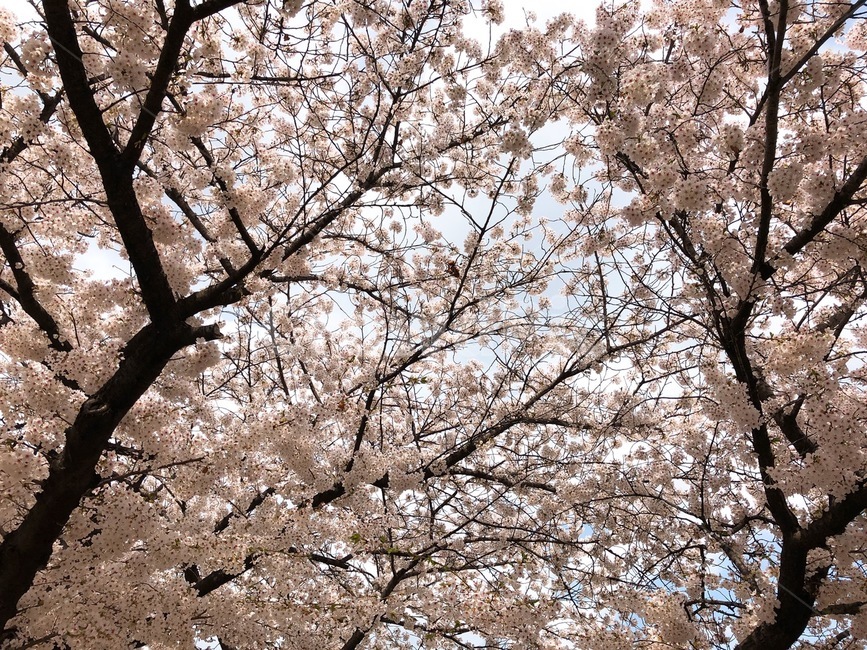 벚꽃,나뭇가지,봄,벚꽃놀이,여의도,꽃,봄,계절,spring,season,자연,풍경,nature,landscape,plant,식물,flower,cherry blossom,blossom