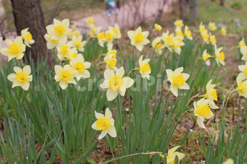 수선화,꽃,노란,봄,flower,자연,예쁜,5월,봄,계절,spring,season,식물,자연,plants,nature,꽃,flower,plant,blossom