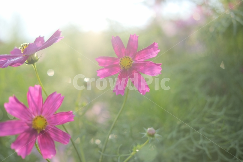코스모스,역광,아침햇살,분홍색코스모스,가을,식물,자연,plants,nature,꽃,flower,휴식,힐링,rest,relaxation,healing