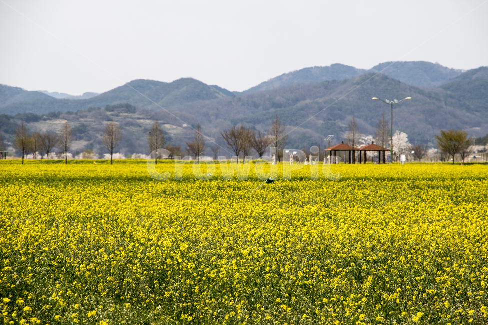 유채꽃,유채,꽃,봄,봄꽃,봄,계절,spring,season,자연,풍경,nature,landscape,한국자연풍경,한국자연경관,korea nature landscape,grassland,목초지,field,들,outdoors,옥외,rural,농촌,farm,농장,meadow