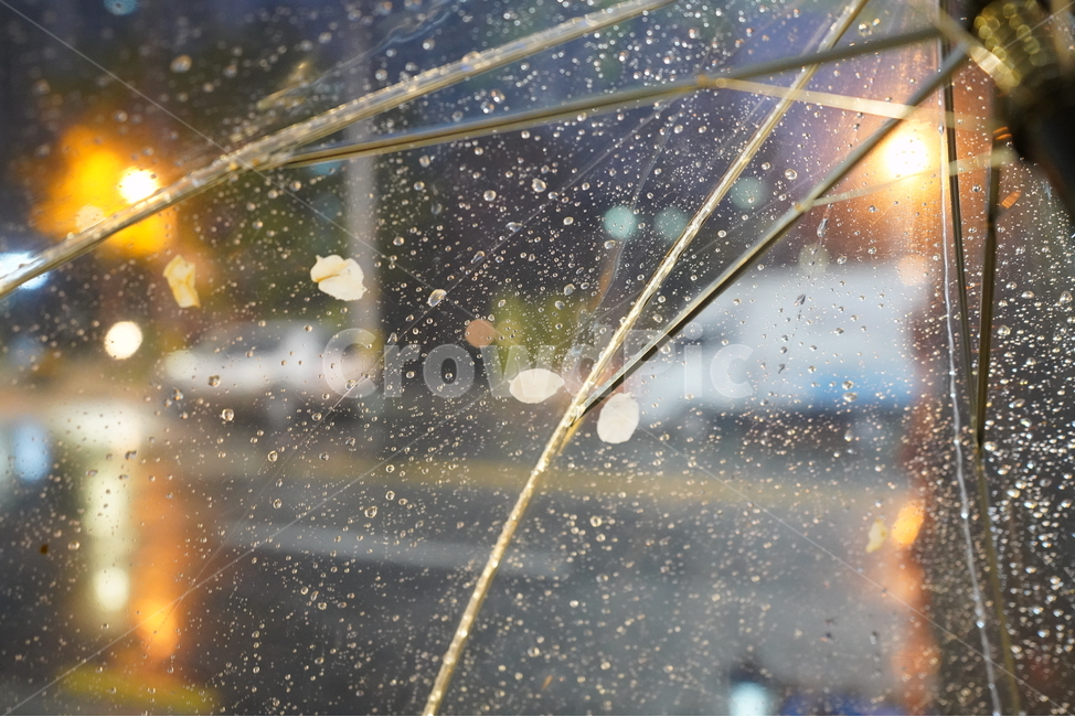 우산,벚꽃,야경,빛방울,벚꽃우산,야경,밤,풍경,nightscape,night,landscape,비,비오는날,rain,rainy,light,빛,flare,플레어