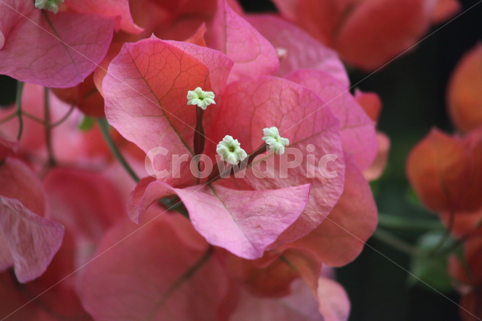 부겐베리아,부겐빌레아,꽃,bougainvillea,paperflower