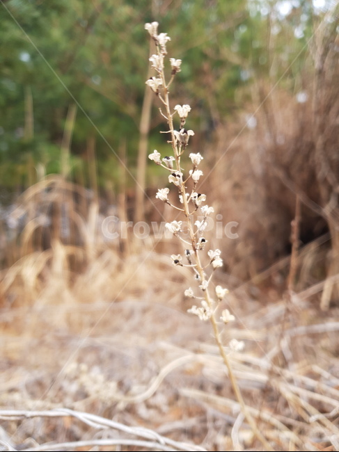 드라이플라워,건초,클로즈업,식물,마른,가을,베이지색,식물,자연,plants,nature