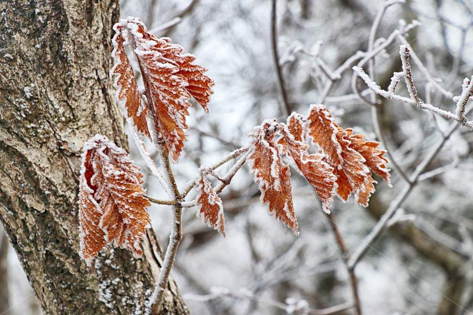 한라산,1100고지,눈꽃,설경,눈,snow,자연,옥외,outdoors,nature