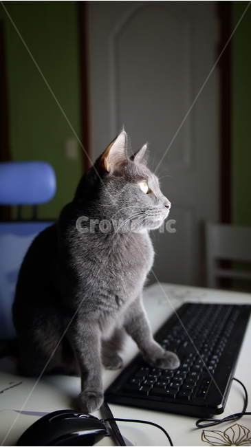 고양이,playingcat,포유류,animal,cat,동물,컴퓨터,kitten,kitty,냥이,스냅,키보드,neko,withcat,동물,animal,포유류,mammal,고양이,cat,kitten,kitty,정보통신기술,전자기기,전자제품,it,information,technology,electronic equipment