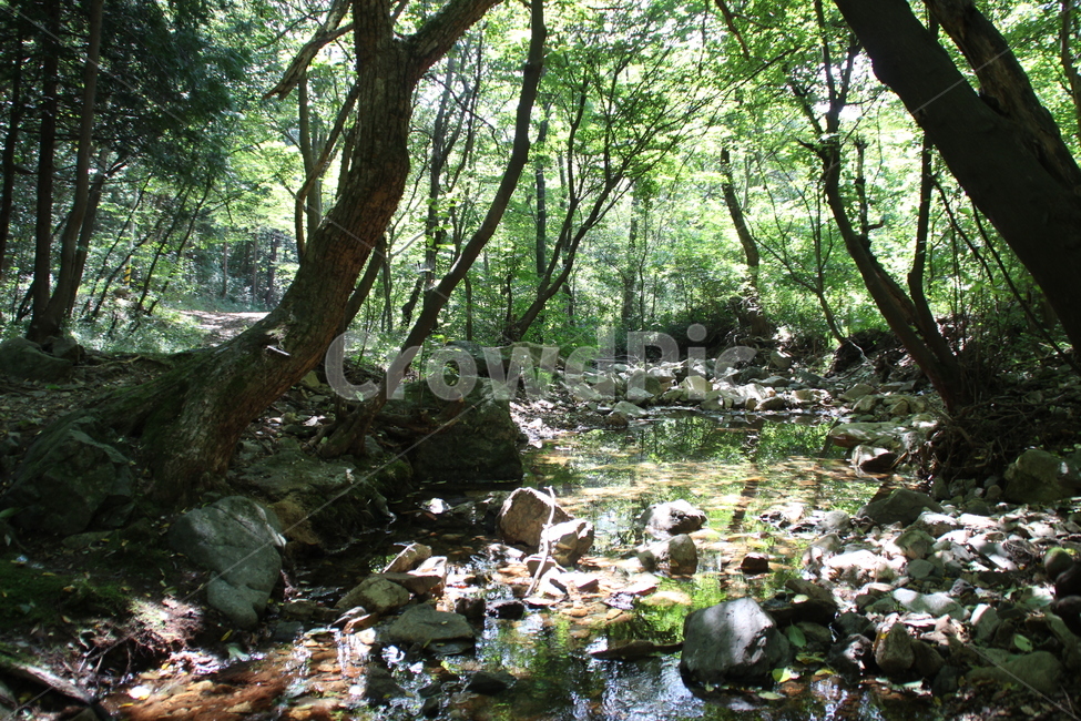 여름,시내,화암사,사찰,불명산,hwaamsa,여름,계절,summer,season,자연,풍경,nature,landscape,휴식,힐링,rest,relaxation,healing,water,물,outdoors,옥외,stream,흐름,creek,작은 만,land,땅