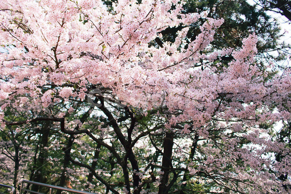 벚꽃,봄,벚나무,spring,풍경