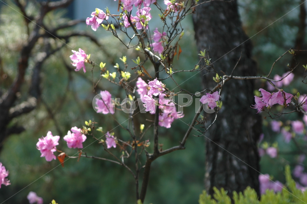 진달래,봄,분홍꽃,봄꽃,진달래꽃,식물,자연,plants,nature,꽃,flower
