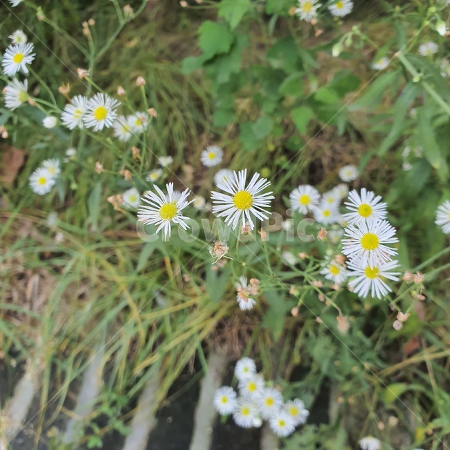 plant,식물,flower,꽃,blossom,데이지,daisy,자연,식물,자연,plants,nature,꽃,flower