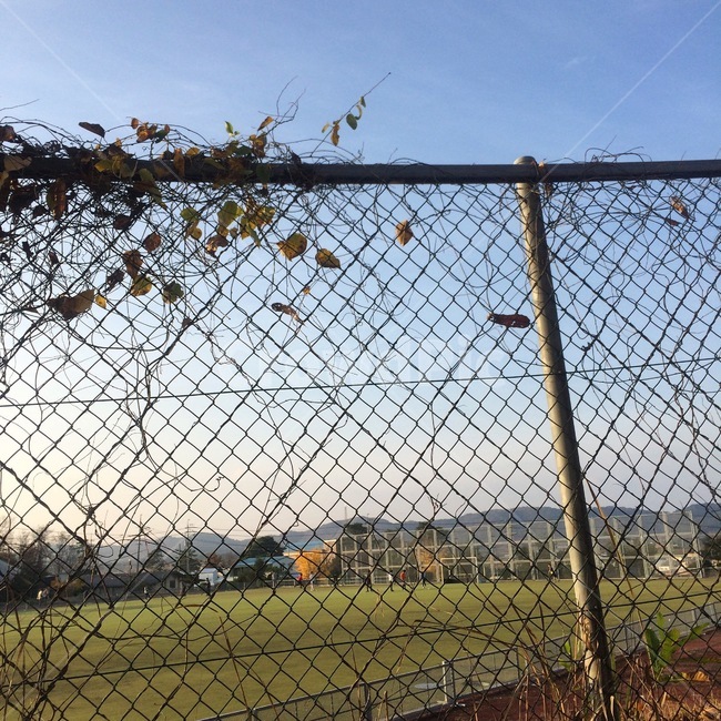 덩쿨식물,담장,가을,fall,하늘,잔디,낙엽