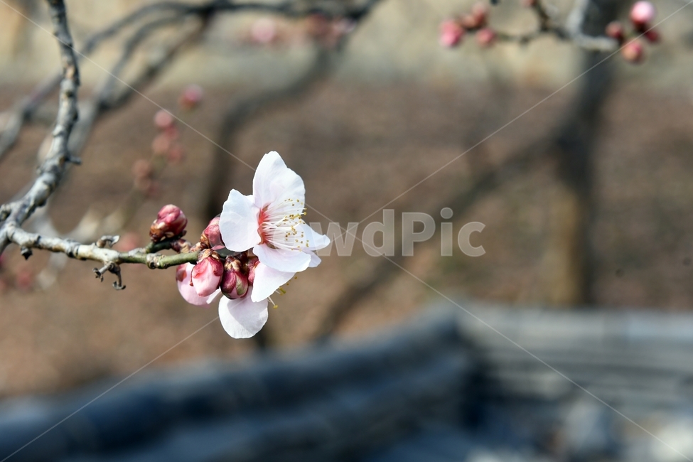 벗꽃,꽃,처마,담장,봄,꽃망울,시골,풍경,봄,계절,spring,season,식물,자연,plants,nature,꽃,flower,plant,blossom,cherry blossom,벚꽃