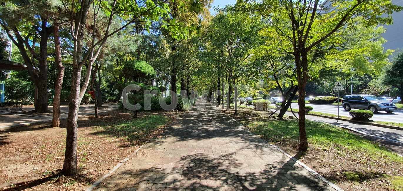 식물,길,잔디,grass,tree,나무,옥외,outdoors,path