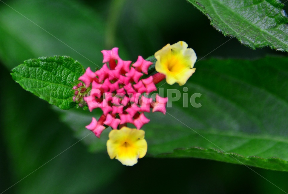 plant,식물,blossom,flower,꽃,leaf,잎,란타나