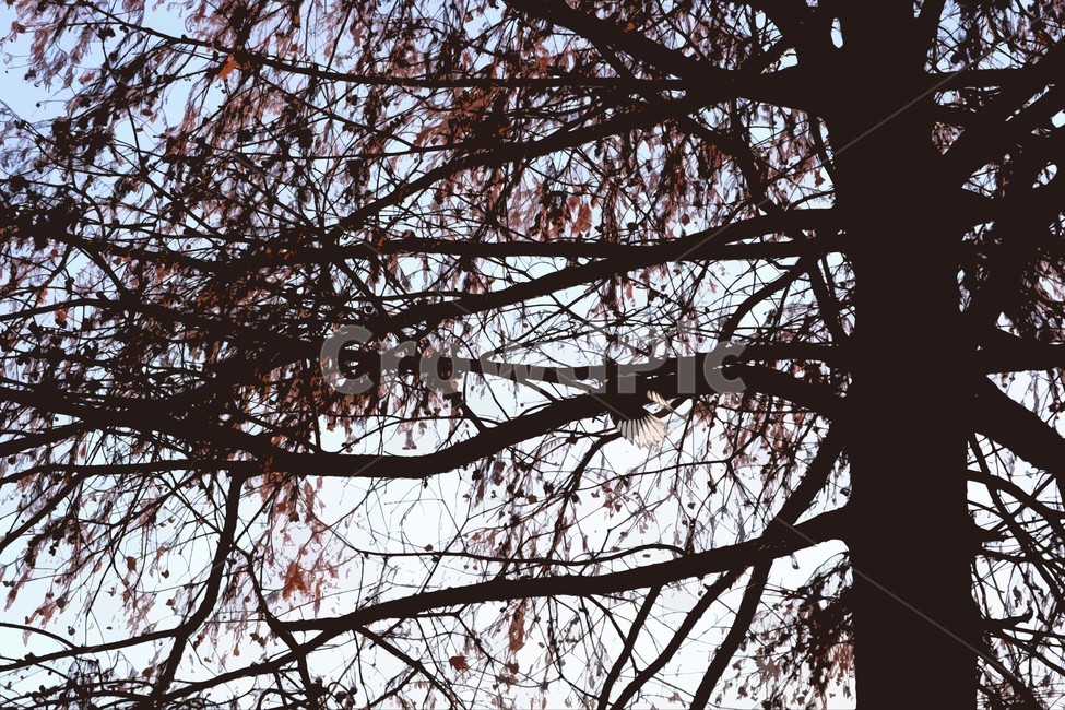 나무,단풍,새,조류,식물,도안,그림,가을,계절,fall,autumn,season,식물,자연,plants,nature,나무,trees,wood,동물,animal,조류,새,birds,tree,plant