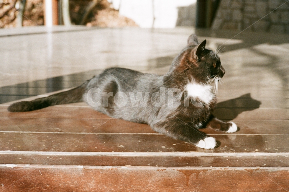 고양이,필름사진,햇살,나른함,오전,여유,아침,동물,animal,포유류,mammal,고양이,cat,kitten,kitty