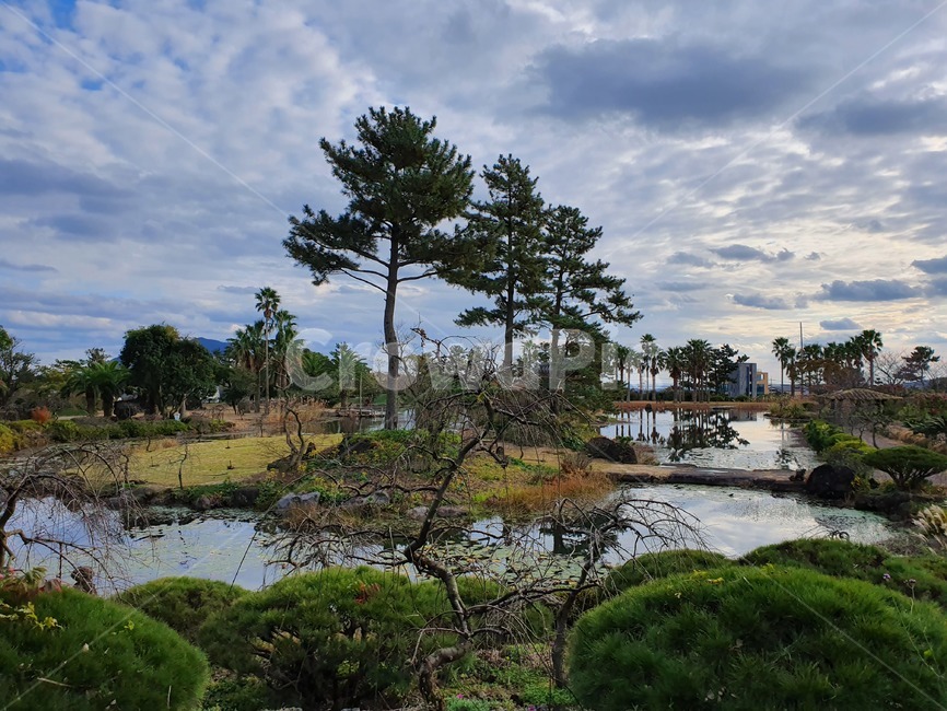 자연,nature,outdoor,식물,plant,나무,물,제주도