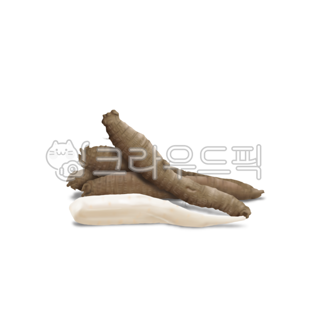 음식, food, 더덕, 사삼, 식물, 사진,이미지,일러스트,캘리그라피 - Nchuccida작가