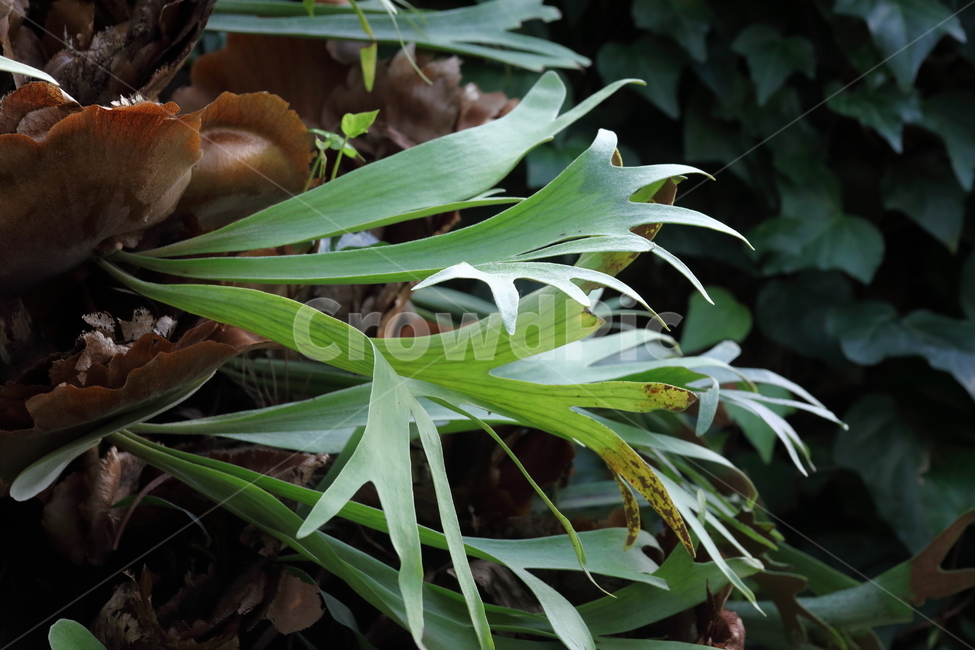 박쥐란,식물,온실,staghornfern,elkhorns,식물,자연,plants,nature