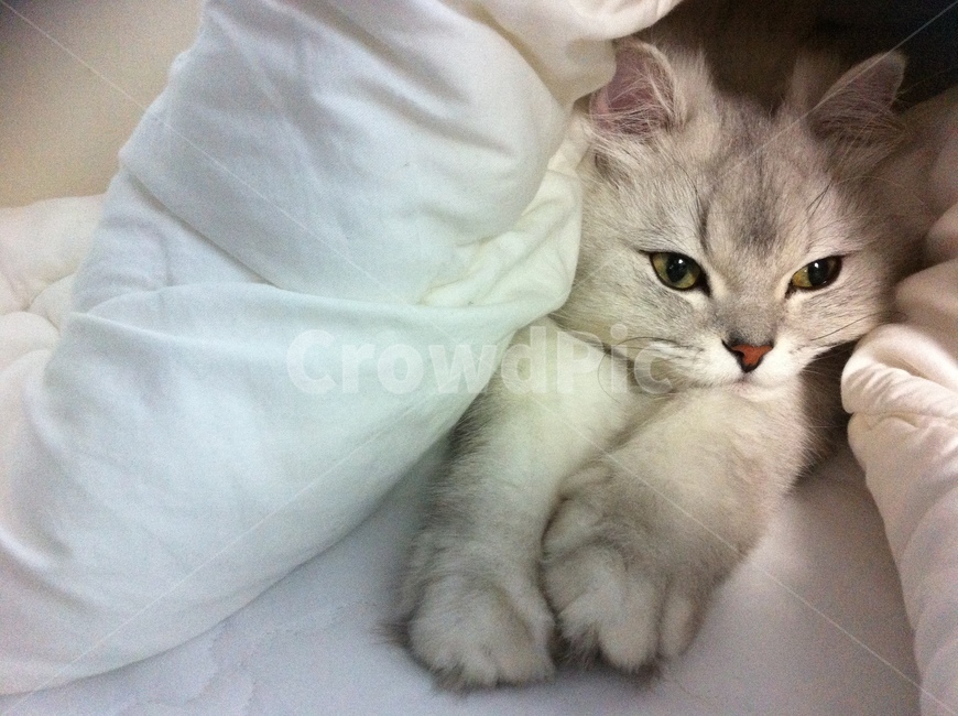 나홀로,고양이,방콕,혼자,생각,무념,무상,골똘히,외로움,나른함,묘생