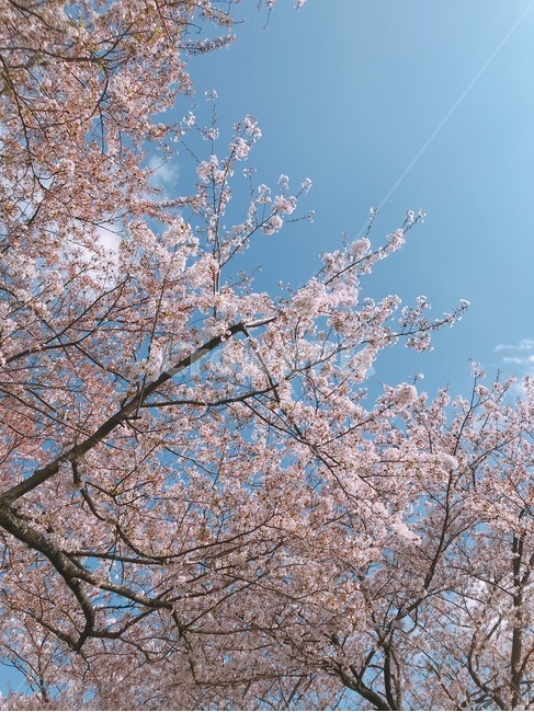 벚꽃,꽃,봄,나무,하늘,감성,하루