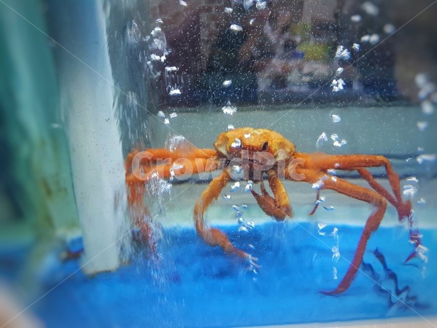 수산물,브이,나,대게,반하리,수중,기포