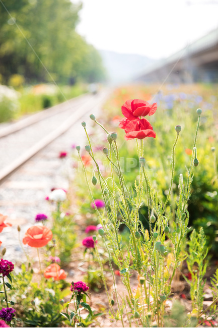 철길,양귀비,꽃,꽃축제,양귀비축제,꽃길,식물,자연,plants,nature,꽃,flower