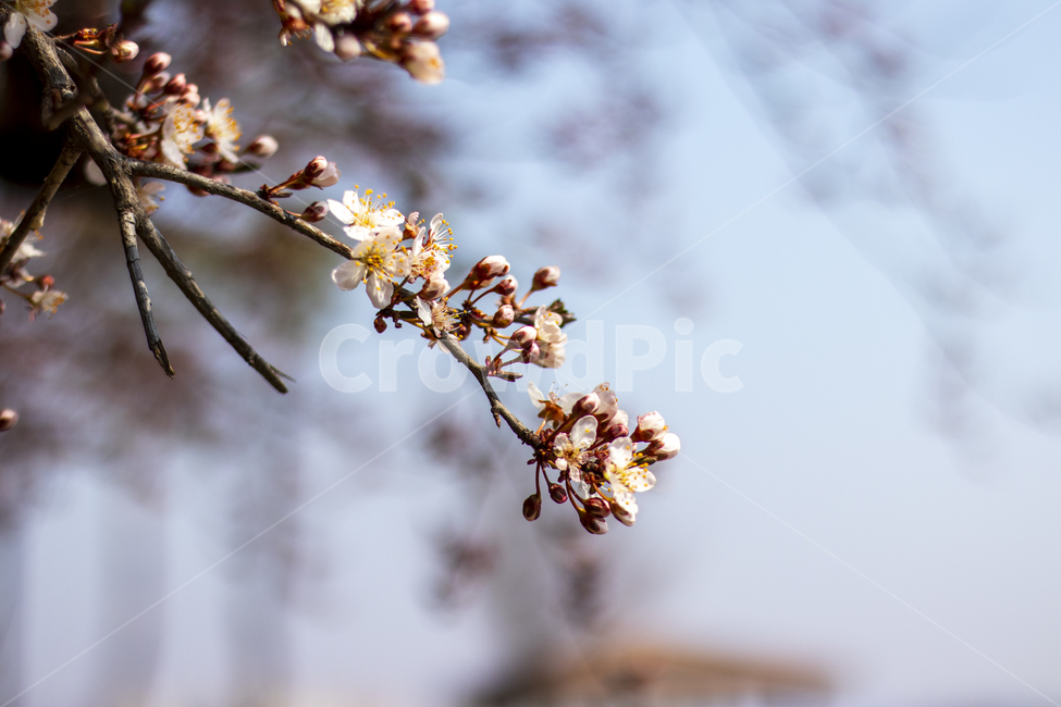 plant,식물,꽃,매화,봄,분홍,아름다움,꽃봉오리,꽃봉우리,계절,spring,season,자연