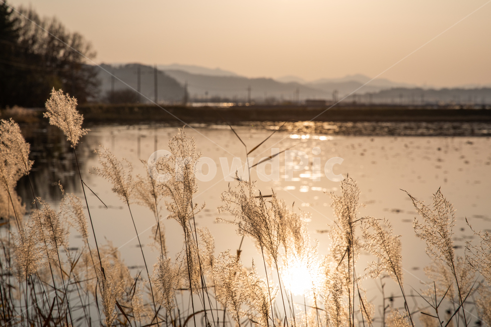 청도,갈대,풍경,청도풍경,가을갈대,감성,일상,스냅,가을,계절,fall,autumn,season,자연,풍경,nature,landscape,plant,식물,grass,잔디,lawn,reed