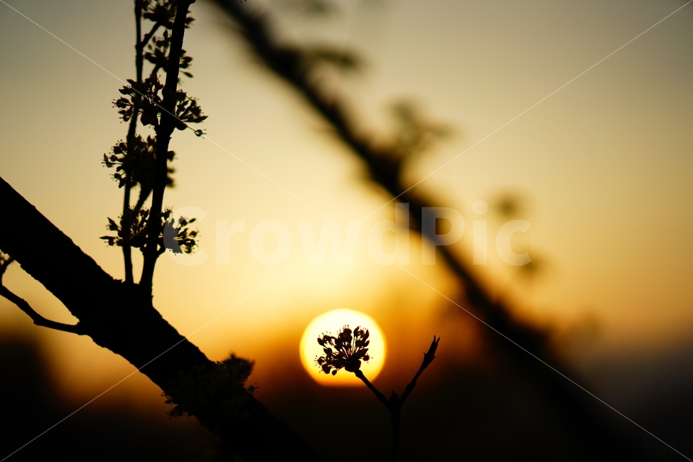 구례,산수유,구례산수유축제,일몰,senset,꽃,flower,봄,spring,남도여행,여행,travel,감성,sensitive,yellow,노란꽃,태양,sun,식물,자연,plants,nature,감성,sensible,feeling,꽃,flower