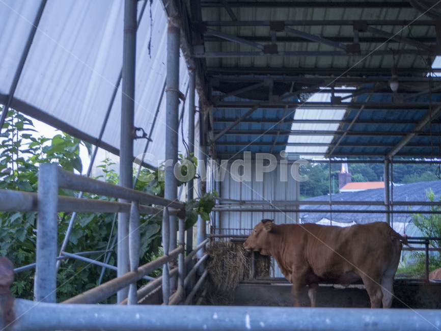 소,cow,갈색소,창녕,창녕소,동물,animal,포유류,mammal,산업,industry,industrial,목축업,목장,livestock farming,ranching,pasture