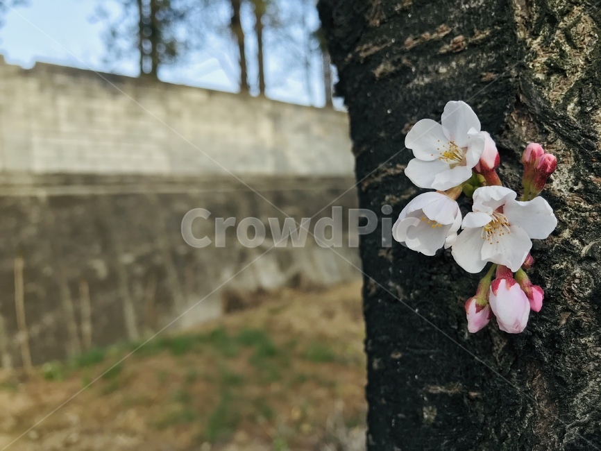 plant,식물,tree,나무,나무줄기