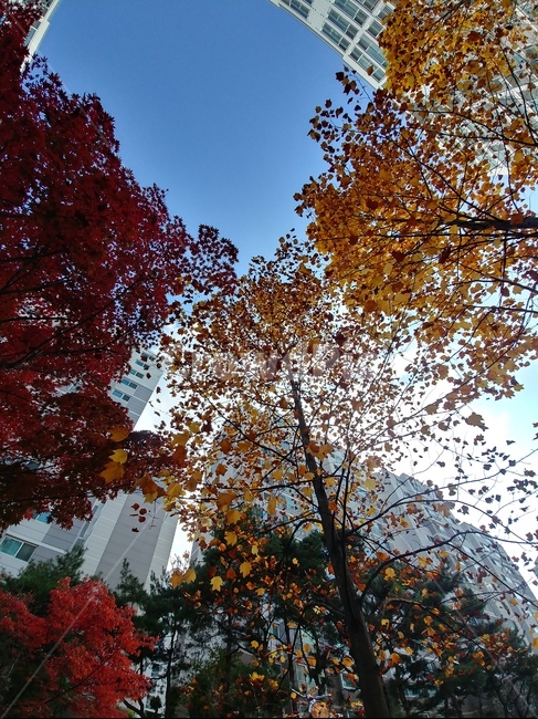 tree,나무,leaf,잎,단풍,treetrunk,가을,september,가을,계절,fall,autumn,season