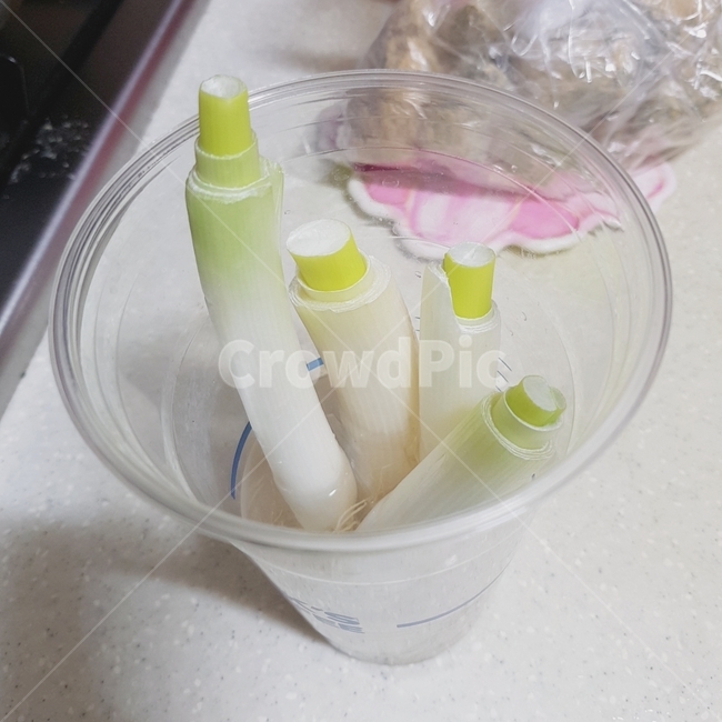 대파키우기,수경재배,대파,대파심기,파,파심기
