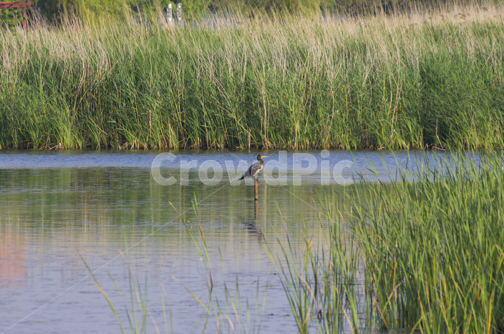 새,가마우지,호수,연못,수풀,scene,view,feeling,emotion,nature,landscape,season,풍경,감정,감성,자연,계절,뷰티,cormorant,bird,lake,pond,풍경사진,감성사진,정취