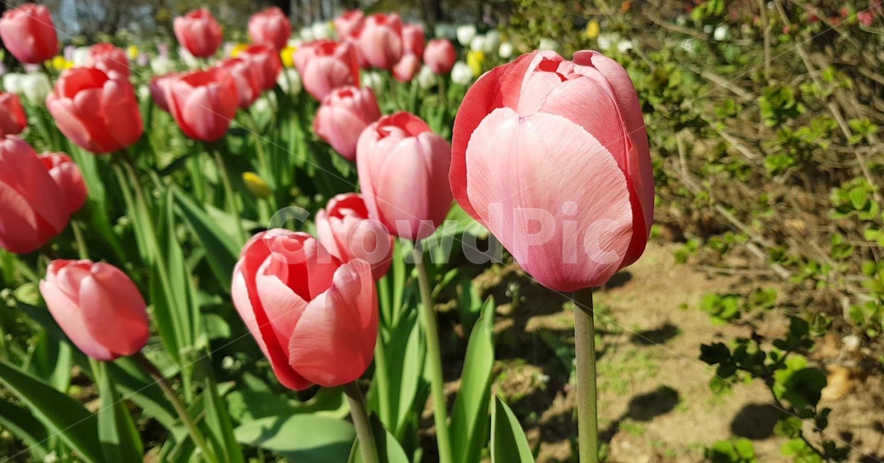 꽃,flower,daffodil,수선화,plant,식물,튤립,tulip,봄,blossom
