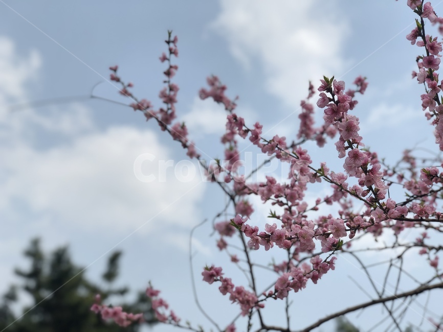 꽃,벚꽃,flower,봄꽃,cherryblosom,spring,하늘,봄하늘,sky