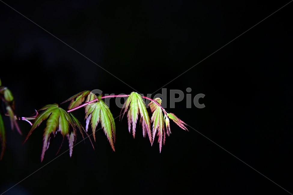 꽃,leaf,잎,plant,식물,밤,조명,새싹