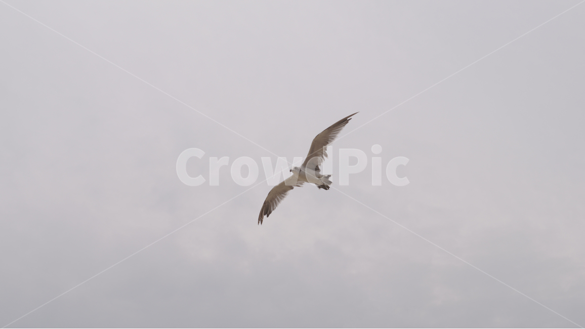 갈매기,새,seagull,비행,하늘,bird,동물,animal,조류,새,birds
