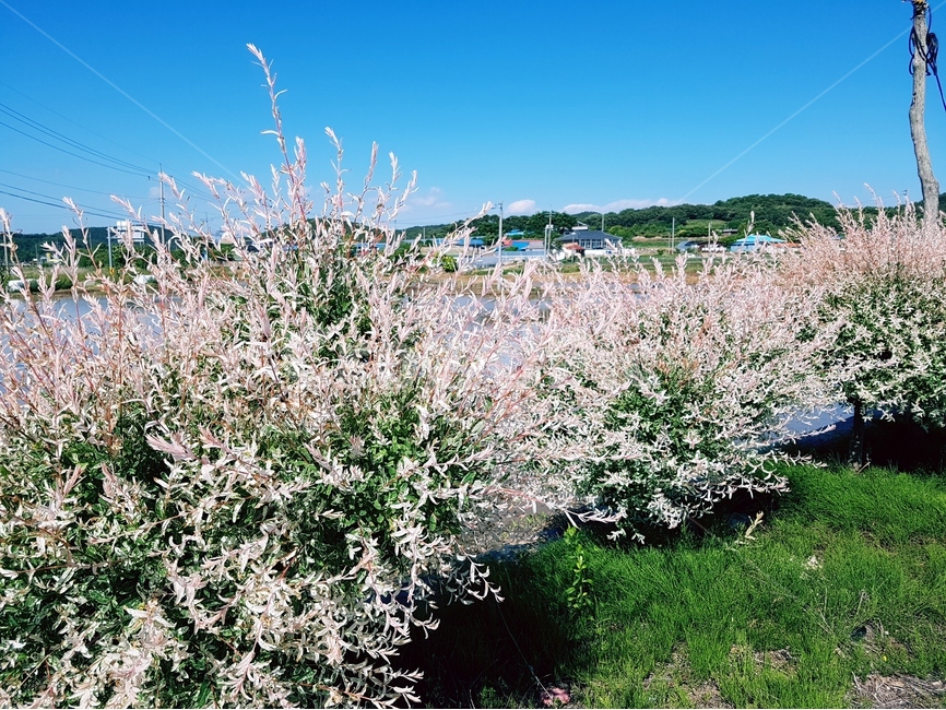 오색버들,흰색,핑크,나무,풍경,하늘,시골,마을,풍경,landscape,country,rural,town,식물,자연,plants,nature,꽃,flower
