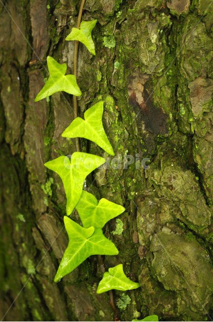잎,나무,초록,이끼,식물,plant,식물,자연,plants,nature